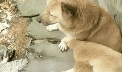 狗崽集体爆料视频大全,揭秘视频大全背后的真相与笑料